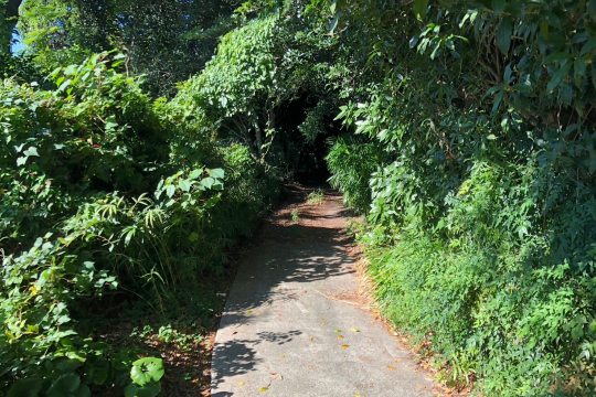 土地の様子